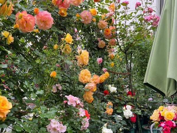 Petite Rose Garden~小さなばら園~
